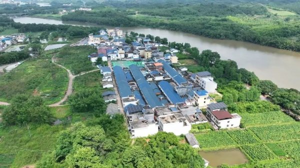 正规的股票配资 太平镇罗围村：果香漫乡村 新景入画来
